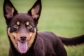 Australski kelpie