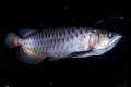 Azijska arowana (scleropages formosus)