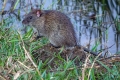 Bandikuti (lat. Bandicota)