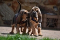 Bloodhound