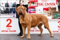 Dogue de bordeaux: karakteristike pasmine