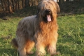 Briard: opis pasmine