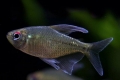 Dijamantna tetra (moenkhausia pittieri)