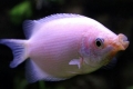 Gourami koji se ljube (helostoma temminkii)