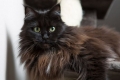 Crni maine coon