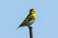 Siskin-bird - izgled, stanište, pravila za držanje kod kuće