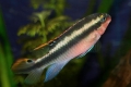 Papagaji ciklidi (pelvicachromis pulcher)