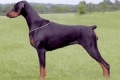 Doberman pinč