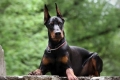 Doberman pinscher: opis pasmine