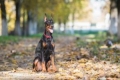 Doberman pinč