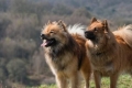 Eurasier: opis pasmine, savjeti o odabiru i njezi