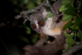 Galago (lat. Galago)