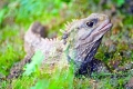 Tuatara ili tuatara