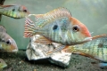 Geophagus crvenokosi tapajos