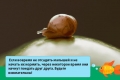 Divovski puž achatina fulica