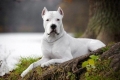 Dogo argentino: karakteristike pasmine