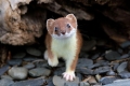 Stoat (mustela erminea)