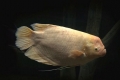 Divovski gourami (osphronemus goramy)