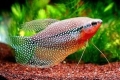 Pearl gourami - održavanje, uzgoj i njega