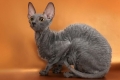 Priroda, značajke i uvjeti držanja pasmine mačaka cornish rex