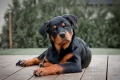 Hrabri branič i odani prijatelj - sve je o rottweileru