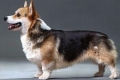 Povijest podrijetla i standard pasmine pasa welsh corgi