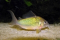 Smaragdni brohi (corydoras splendens)