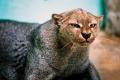 Jaguarundi (puma yagouaroundi)