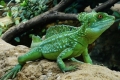 Gušter koji trči po vodi - kaciga bosiljka (basiliscus plumifrons)