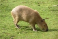 Capybara kod kuće: zanimljive činjenice, kakva životinja