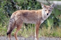 Kojoti (lat. Sanis latrans)