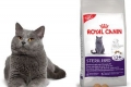 Recenzije royal canina za mačke