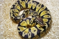 Kraljevski piton (python regius)