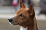 Basenji afrički pas koji laje