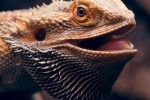 Bradata agama (pogona vitticeps)