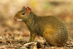 Agouti ili grbavi zec: vrsta, stanište, ponašanje