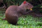 Agouti ili grbavi zec