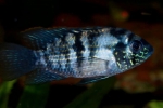 Acara s plavim pjegama (andinoacara pulcher)