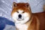 Akita inu: opis pasmine