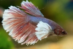 Akvarijska riba pijetao (betta splendens)