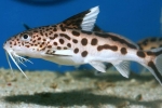 Akvarijska riba synodontis som