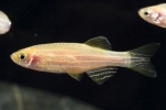 Akvarijske ribe zebrafish: održavanje i njega