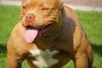 American bully - dobar temperament u tijelu sportaša