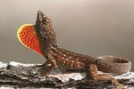 Smeđi anolis (anolis sagrei)