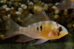 Apistogram bolivijskog leptira (mikrogeophagus altispinosus)