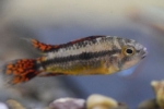 Apistogram kakadu (apistogramma cacatuoides)