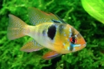 Ramirezi apistogram (mikrogeophagus ramirezi)