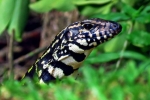 Argentinski crno-bijeli tegu (tupinambis merianae)