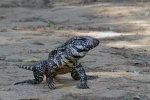 Argentinski tegu