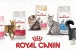 Asortiman i sastav royal canin hrane za mačke